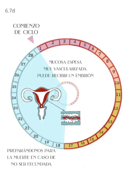 Capitulo 6 - Nuestro Utero_013