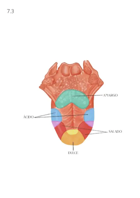 Capitulo 7 . La conexión entre tu Voz y tu Útero_005